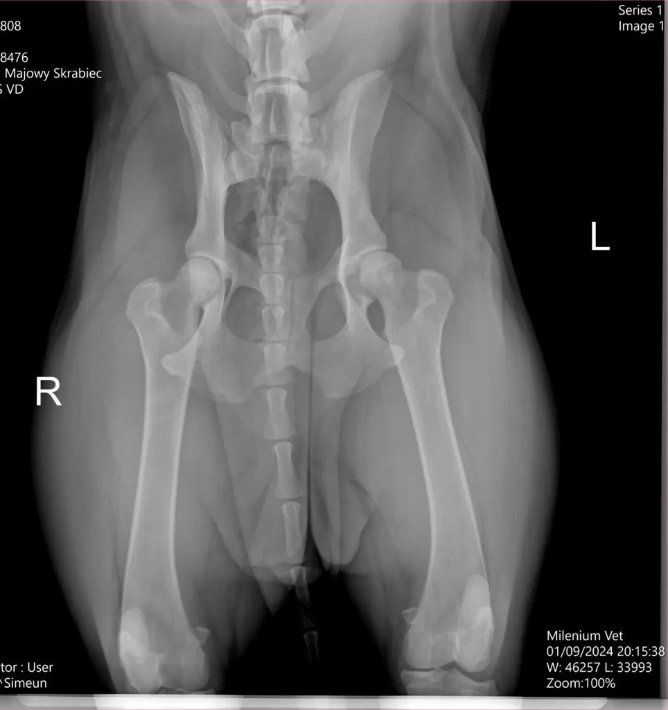 Rtg snimak displazije kukova kod psa.
