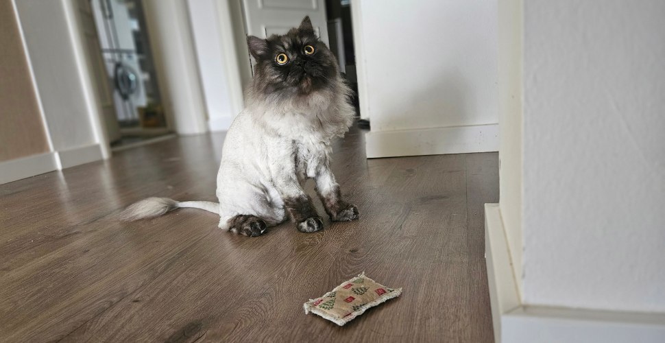 Mačka sa šišanjem u stilu lavlje grive sedi na podu, gledajući sa znatiželjom u malu tkaninu koja leži na drvenom podu ispred nje.