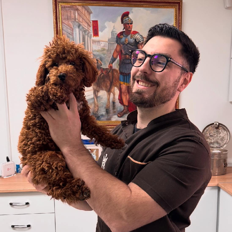 Veterinar drži smeđeg pudlu u ordinaciji, nasmejan ispred slike rimskog vojnika