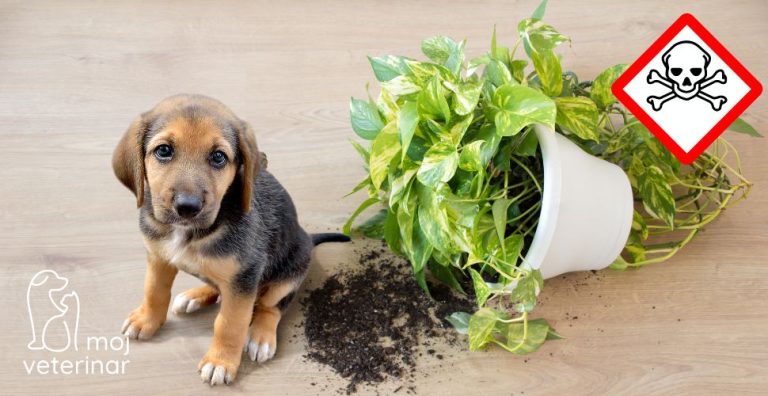 Štene pored prevrnute saksije sa otrovnom biljkom – opasne biljke za pse